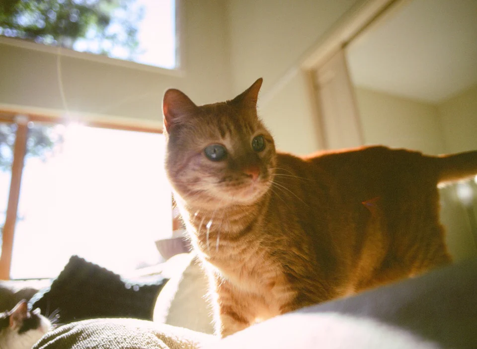 Two cats resting together in warm afternoon light.