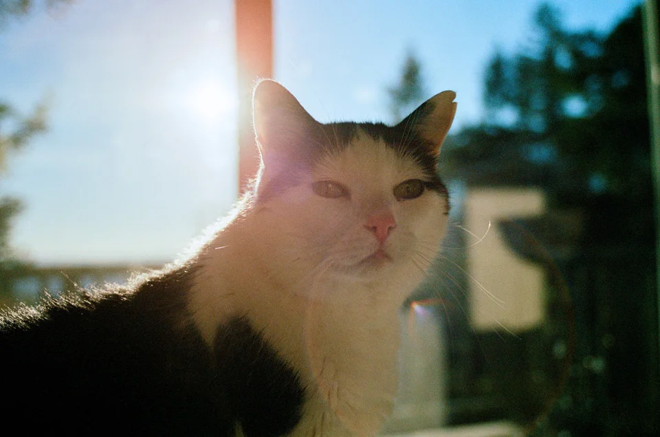 Gala sitting in a bright afternoon sunbeam.
