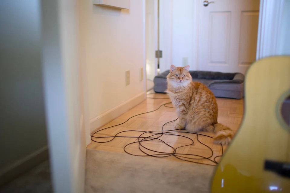 An orange cat sitting beside an electric guitar.