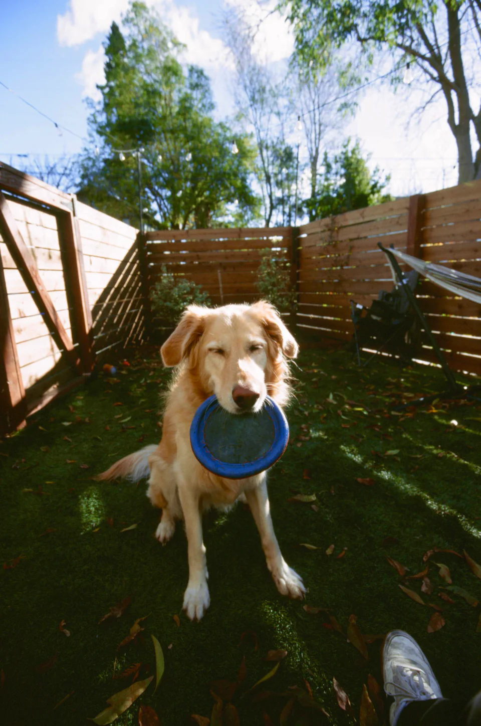 Golden Retriever Smiling and Squinting in the sun holding a frisbee